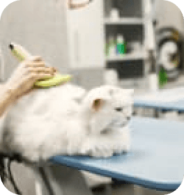 Body Massage & Hair Style